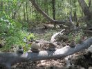 PICTURES/Red Rock Crossing - Crescent Moon Picnic Area/t_Limb of Cairns.jpg